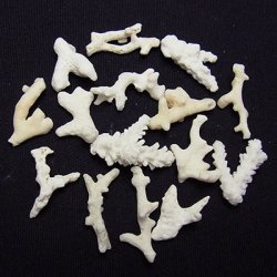 画像1: ホワイトコーラル 珊瑚（プチ）
