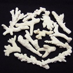 画像1: ホワイトコーラル 珊瑚（中）