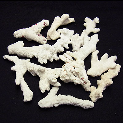画像1: ホワイトコーラル 珊瑚（特大）